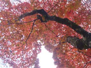 �摜(320x240)�E�g��摜(640x480)