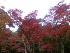 �摜(240x180)�E�g��摜(640x480)