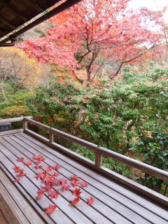 �摜(240x320)�E�g��摜(480x640)