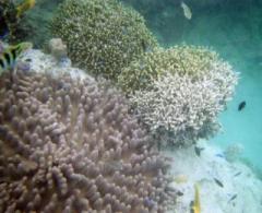 �摜(240x195)�E�g��摜(640x521)