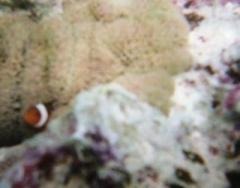 �摜(240x188)�E�g��摜(640x503)