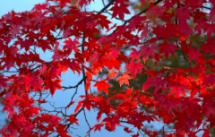 �摜(240x153)�E�g��摜(640x411)