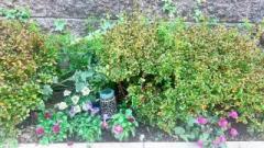 �摜(240x135)�E�g��摜(640x360)