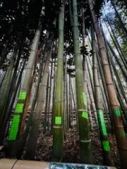 画像(180x240)・拡大画像(480x640)