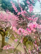 画像(135x180)・拡大画像(480x640)