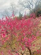 画像(135x180)・拡大画像(480x640)