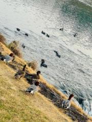 �摜(180x240)�E�g��摜(480x640)