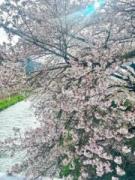 画像(135x180)・拡大画像(480x640)